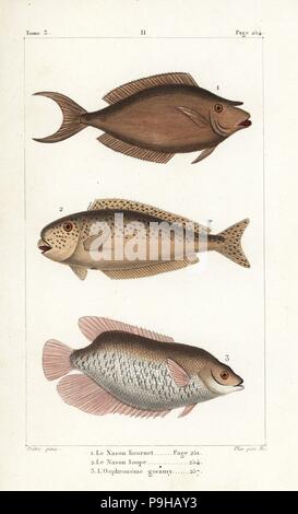 Bluespine Unicornfish, Naso Unicornis, Bulbnose Unicornfish-Naso Tonganus und riesige Gourami, Osphronemus Goramy. Handkoloriert Kupferstich von Plee Sr. nach einer Illustration von Jean-Gabriel Pretre von Bernard Germain de Lacepede Natural History ovipar Vierbeiner, Schlangen, Fische und Wale und Delfine, Eymery, Paris, 1825. Stockfoto