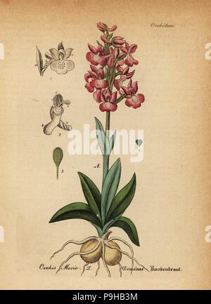 Grün - orchid Winged, Anacamptis morio (Orchis morio). Papierkörbe Kupferstich von Dr. Willibald Artus' Hand-Atlas sammtlicher mediinisch-Pharmaceutischer Gewachse, (Handbuch der alle medizinisch-pharmazeutischen Anlagen), Jena, 1876. Stockfoto