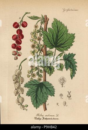 Johannisbeere, Ribes rubrum. Papierkörbe Kupferstich von Dr. Willibald Artus' Hand-Atlas sammtlicher mediinisch-Pharmaceutischer Gewachse, (Handbuch der alle medizinisch-pharmazeutischen Anlagen), Jena, 1876. Stockfoto