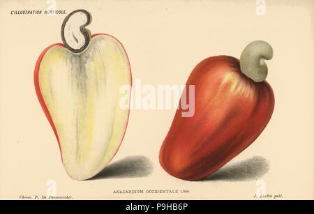 Cashew-Nuss, Anacardium Occidentale. Farblitho von Pieter de Pannemaeker von Jean Linden l ' Illustration Horticole, Brüssel, 1885. Stockfoto