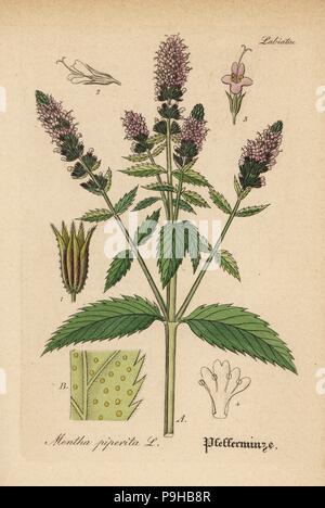 Pfefferminze, Mentha Piperita. Papierkörbe Kupferstich von Dr. Willibald Artus' Hand-Atlas sammtlicher mediinisch-Pharmaceutischer Gewachse, (Handbuch der alle medizinisch-pharmazeutischen Anlagen), Jena, 1876. Stockfoto