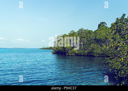 Schöne Mangrove üppigen Dickicht in Sri Lanka. Bäume wachsen im Meer Stockfoto