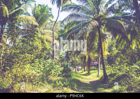 Dicht wachsende Bäume in einem Palmenhain. Grünen Büschen und Palmen auf einer exotischen Insel im Hintergrund. Stockfoto