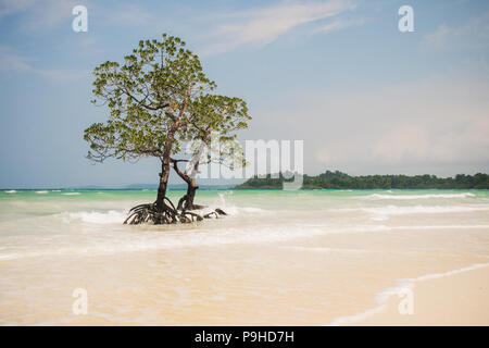 Mangroven im Wasser gegen das blaue Meer und Himmel mit Wolken. Wunderschöne natürliche Landschaft auf einer exotischen Insel. Andaman und Nicobar Insel Stockfoto