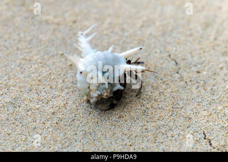 Einsiedlerkrebs lat. Paguroidea Einsiedlerkrebs lat. Paguroidea läuft auf Sand, in der Nähe Stockfoto