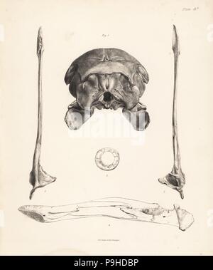 Rückansicht des Schädels, obere und untere Ansicht der Unterkiefer, inneren Blick auf Kiefer und Kreis der sklerotischer Knochen in der Dodo. Lithographie von Hugh Edwin Strickland und Alexander Gordon Melville der Dodo und seine Freundschaft, London, Reeve, Benham und Reeve, 1848. Stockfoto