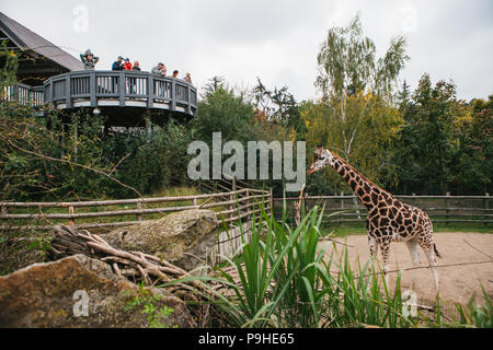 Prag, 26. September 2018: Volk oder eine Gruppe von Freunden oder Gästen des Zoo Blick auf Giraffen in Prag. Wilde afrikanische Tiere in Open-air-Käfig unter Protec Stockfoto