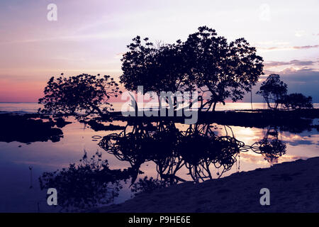 Schöne Landschaft, die von Mangroven während der Blauen Stunde umgeben. Silhouette der Äste gegen einen rosa Hintergrund Magic Sunset. Korallenriffe. Ne Stockfoto