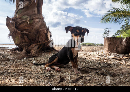 Hund im Sommerurlaub am Strand unter Palmen. Kleinen niedlichen schwarzen Welpen ruht auf einer exotischen Insel. Neil Insel, Andamanen und Nikobaren, Indien Stockfoto