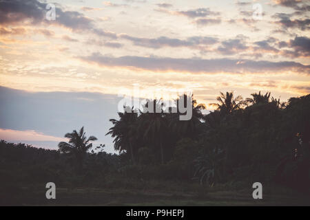 Vintage getonten Bild von Kokospalmen Silhouetten bei Sonnenuntergang, Ferienhäuser Konzept. Palm Grove bei Sonnenuntergang. Andaman und Nicobar Inseln. Indien. Stockfoto