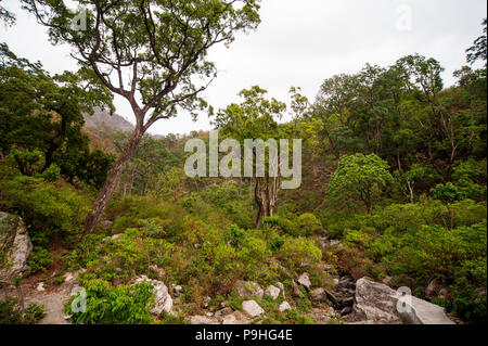 Dichten Wald an der Nandhour Tal, Kumaon Hügel, Uttarakhand, Indien Stockfoto