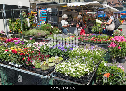 Bärenplatz Street Market Altstadt Bern Schweiz Stockfoto