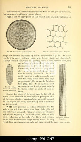 Ein Handbuch der medizinischen Botanik von Nordamerika Stockfoto