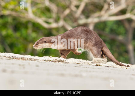 Glatte beschichtete Otter Duft Markierung am Sandstrand, Singapur Stockfoto