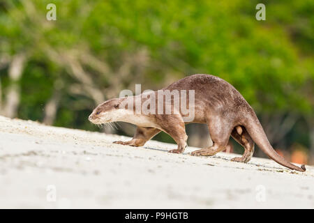 Erwachsene männliche Glatte beschichtete Otter zu Fuß am Strand, Singapur Stockfoto