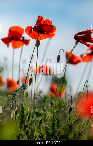 Viele Roter Mohn Blumen auf dem Feld Stockfoto