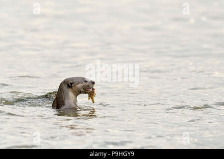 Glatte beschichtete Otter essen frisch gefangenen Fisch entlang der Küste, Singapur Stockfoto