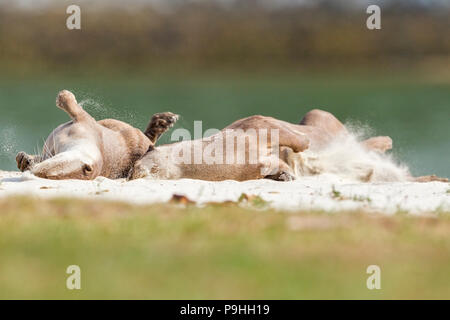 Ein paar Glatte beschichtete Otter ruhenden und rollenden an einem Sandstrand, Singapur Stockfoto