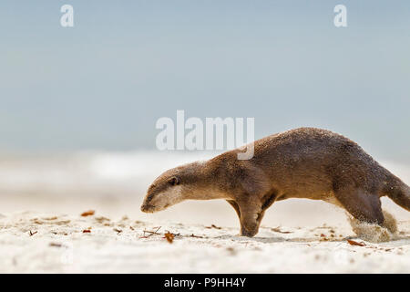 Glatte beschichtete Otter Duft Markierung am Sandstrand, Singapur Stockfoto