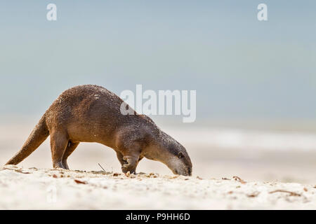 Glatte beschichtete Otter Duft Markierung am Sandstrand, Singapur Stockfoto