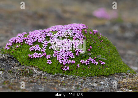 Moss Campion Pflanzen und Blumen (Silene acaulis), Spitzbergen Stockfoto