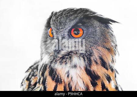 Eurasischen Uhu. Bubo bubo Stockfoto