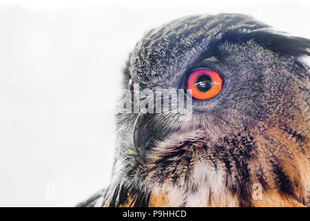 Eurasischen Uhu. Bubo bubo Stockfoto