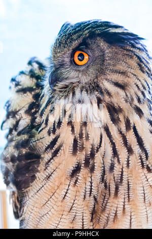 Eurasischen Uhu. Bubo bubo Stockfoto