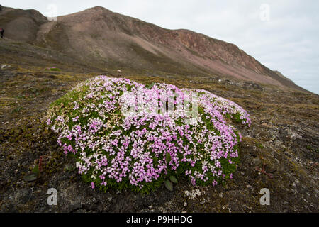 Moss Campion Pflanzen und Blumen (Silene acaulis), Spitzbergen Stockfoto