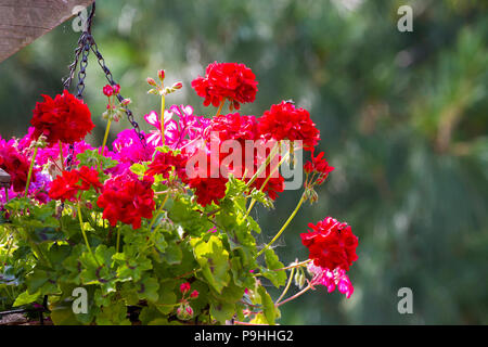 Bunte Blume in einem Garten in Northampton. Stockfoto