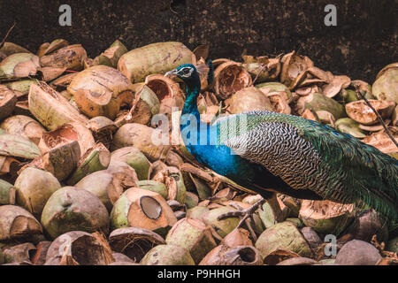 Close up Körper und Kopf der schönen Pfau mit Steinen und grünen Pflanzen im Hintergrund. Peacock suchen nach Nahrung in Coconut Stockfoto