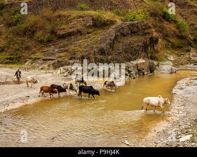 Indische Mann am Abend kommt seine Kühe für den Schutz des Dorfes zu nehmen, Panar Fluss, Kumaon Hügel, Uttarakhand, Indien Stockfoto