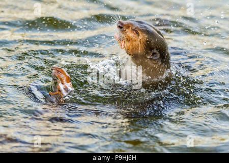 Glatte beschichtete Otter Ausschütteln das Wasser aus seinem Fell in städtischen Fluss Lebensraum, Singapur Stockfoto