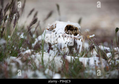 Polar Bear Schädel und Knochen, die in der Tundra Stockfoto