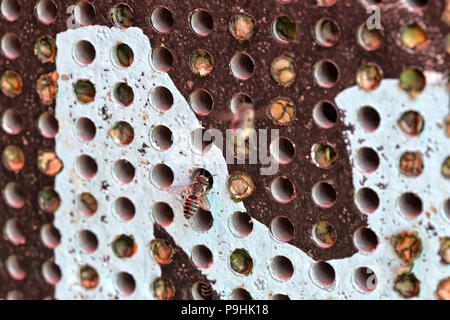 Leafcutter-Biene „Megachile rotundata Fab.“ Seine Eier, Pollen und Nektar in künstliche Nesthöhlen auf dem Nistbrett ablegen. Stockfoto