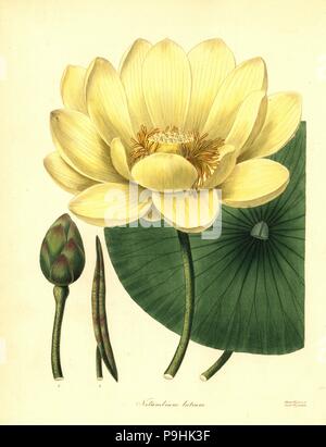 Amerikanische lotus Nelumbo lutea (Gelber nelumbium, Nelumbium luteum). Papierkörbe Kupferstich nach einer botanischen Abbildung von Benjamin Maund und Pfr. John Stevens Henslow der Botaniker, London, 1836. Stockfoto