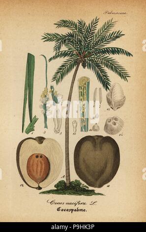 Kokospalme, Cocos nucifera. Papierkörbe Kupferstich von Dr. Willibald Artus' Hand-Atlas sammtlicher mediinisch-Pharmaceutischer Gewachse, (Handbuch der alle medizinisch-pharmazeutischen Anlagen), Jena, 1876. Stockfoto