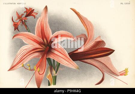 Hippeastrum Stylosum (Hippeastrum Muesserianum). Farblitho von Pieter de Pannemaeker nach einer Illustration von J. de Bosschere von Jean Linden l ' Illustration Horticole, Brüssel, 1896. Stockfoto