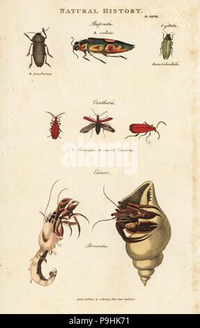 Jewel Käfer, Buprestis ocellata, Scarlet cantharis und gemeinsame Einsiedlerkrebs (Pagurus Bernhardus, Krebs bernardus). Papierkörbe Kupferstich nach Sydenham Edwards von John Maurer gute Pantologia, eine neue Enzyklopädie, G. Kearsley, London, 1813. Stockfoto