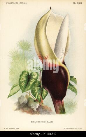 Philodendron Mamei. Farblitho von Pieter de Pannemaeker nach einer Illustration von J. de Bosschere von Jean Linden l ' Illustration Horticole, Brüssel, 1896. Stockfoto