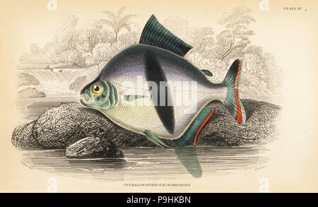 Tetragonopterus Chalceus (zurück Tetragonopterus, Tetragonopterus Schomburgkii). Handkoloriert Stahlstich von w.h. Lizars nach einer Illustration von James Stewart von Robert Schomburgks Fische-Guayana, Teil von Sir William Jardine Naturalist Library: Ichthyologie, Edinburgh, 1841. Stockfoto