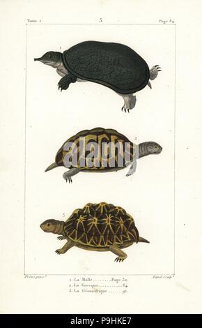 Florida softshell turtle, Apalone ferox 1, Sporn - thighed Schildkröte, Testudo graeca 2 (gefährdet) und geometrische Schildkröte, Psammobates Geometricus 3 (gefährdet). Papierkörbe Kupferstich von David nach einer Illustration von jean-gabriel Pretre aus natürlichen Bernard Germain de lacepede Geschichte der Oviparous Vierbeiner, Schlangen, Fische und Wale, Eymery, Paris, 1825. Stockfoto