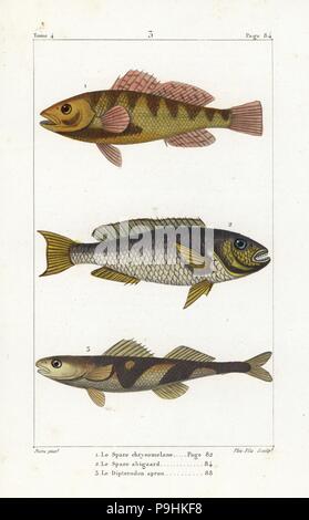 Nassau-Zackenbarsch Epinephelus Striatus (gefährdet), Redtail Papageienfisch, Sparisoma Chrysopterum und die Rhone-Schürze, Zingel Asper (kritisch gefährdet). Handkoloriert Kupferstich von Plee Jr. nach einer Illustration von Jean-Gabriel Pretre von Bernard Germain de Lacepede Natural History ovipar Vierbeiner, Schlangen, Fische und Wale und Delfine, Eymery, Paris, 1825. Stockfoto