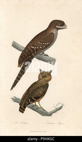 Buffy fische Eule Bubo ketupu und Papua frogmouth, Podargus papuensis. Papierkörbe Kupferstich von Rene Primevere der Lektion ergänzt de Buffon, Pourrat Freres, Paris, 1838. Stockfoto