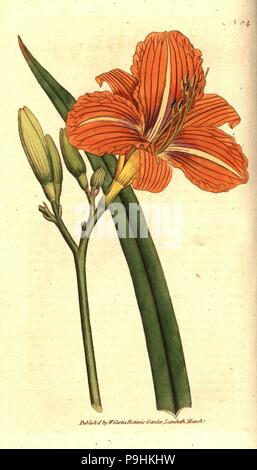 Tawny Tag - Lily, Hemerocallis fulva. Handcolured Kupferstich nach einer botanischen Abbildung von William Curtis' Die Botanical Magazine, Lambeth Marsh, London, 1787. Stockfoto