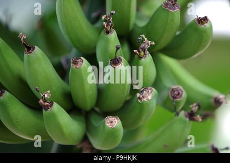 Ein Haufen grüne Bananen in einem botanischen Garten Orangerie wachsende Stockfoto