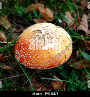 Giftige rote Amanita Pilze im Wald wachsenden Stockfoto