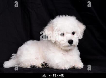 Bichon Frise (geschweifte Schoßhund) Welpen. Eine kleine Hunderasse der Bichon Art. Die Bichon Frise ist Mitglied der Non-Sporting Gruppe von Hunderassen in t Stockfoto