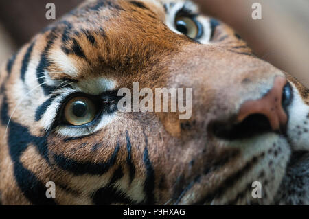 Nahaufnahme, Porträt eines Erwachsenen malaiische Tiger im Zoo von Prag, Tschechische Republik Stockfoto