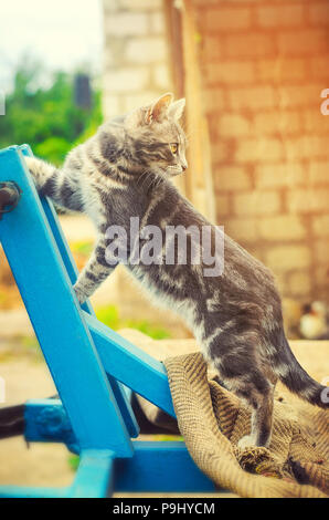 Schöne graue Katze, an der Hütte an einem sonnigen Tag Stockfoto